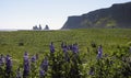 Alaskan lupine flowers, Hj rleifsh f r, M rdalssandur plain, Vik, Iceland