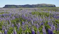Alaskan lupine flowers, Hj rleifsh f r, M rdalssandur plain, Vik, Iceland