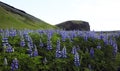 Alaskan lupine flowers, Hj rleifsh f r, M rdalssandur plain, Vik, Iceland