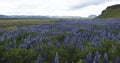 Alaskan lupine flowers, Hj rleifsh f r, M rdalssandur plain, Vik, Iceland