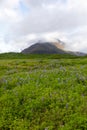 Alaskan Lupine growing wild near Nupsstaour