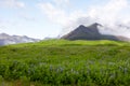 Alaskan Lupine growing wild near Nupsstaour