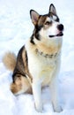 Alaskan Malamut Pet Dog Royalty Free Stock Photo