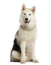 Alaskan Malamut sitting and panting Royalty Free Stock Photo