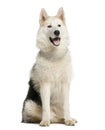 Alaskan Malamut sitting and panting Royalty Free Stock Photo