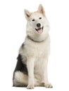 Alaskan Malamut sitting and panting Royalty Free Stock Photo