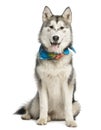 Alaskan Malamut wearing a blue scarf, sitting and panting Royalty Free Stock Photo