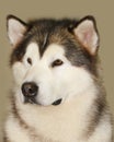 Alaskan malamute