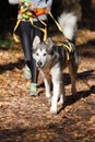Alaskan Malamute Royalty Free Stock Photo