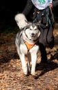 Alaskan Malamute Royalty Free Stock Photo