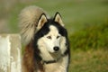 Alaskan Malamute Royalty Free Stock Photo