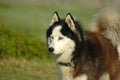 Alaskan Malamute Royalty Free Stock Photo