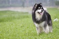 Alaskan Malamute Royalty Free Stock Photo