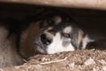 Alaskan malamute Royalty Free Stock Photo