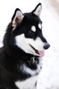 Alaskan malamute Royalty Free Stock Photo