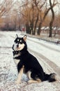 Alaskan malamute Royalty Free Stock Photo