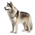 Alaskan Malamute breed dog isolated on a clean white background Royalty Free Stock Photo