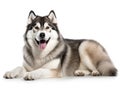 The Alaskan Malamute breed dog is isolated on a white background.