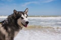 Alaskan malamute closeup