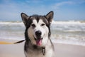 Alaskan malamute closeup