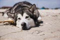 Alaskan malamute closeup