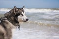 Alaskan malamute closeup