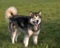Alaskan Malamute Dog Royalty Free Stock Photo