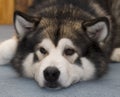 Alaskan Malamute Dog Royalty Free Stock Photo