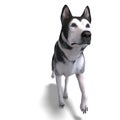 Alaskan Malamute Dog. 3D rendering with clipping Royalty Free Stock Photo
