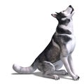 Alaskan Malamute Dog. 3D rendering with clipping Royalty Free Stock Photo