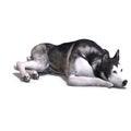 Alaskan Malamute Dog. 3D rendering with clipping Royalty Free Stock Photo