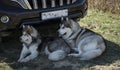 Alaskan Malamute dog. Royalty Free Stock Photo