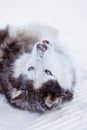 Alaskan Malamute dog lies in the snow in winter Royalty Free Stock Photo