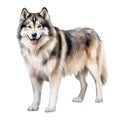 Alaskan Malamute dog breed watercolor illustration. Cute pet drawing isolated on white background. AI Generated.
