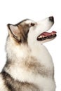 Alaskan malamute dog Royalty Free Stock Photo