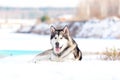 Alaskan Malamute dog lies in the snow in winter