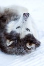 Alaskan Malamute dog lies in the snow in winter Royalty Free Stock Photo