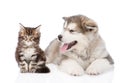 Alaskan malamute dog and maine coon cat together. focus on dog. isolated Royalty Free Stock Photo