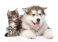 Alaskan malamute dog and maine coon cat together. isolated Royalty Free Stock Photo