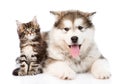 Alaskan malamute dog and maine coon cat together. isolated Royalty Free Stock Photo