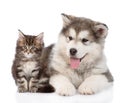 Alaskan malamute dog and maine coon cat together. isolated Royalty Free Stock Photo