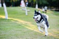 Alaskan Malamute dog running Royalty Free Stock Photo