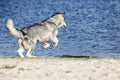 Alaskan Malamute dog running Royalty Free Stock Photo