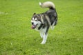 The alaskan malamute dog runs in the amused meadow