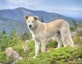 Alaskan Malamute Dog at the russian primorye mountains