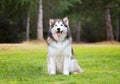 Alaskan malamute dog sitting on green grass in a park Royalty Free Stock Photo