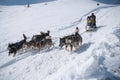 Alaskan malamute dog sled - locomotive the north Royalty Free Stock Photo