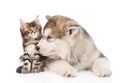 Alaskan malamute dog sniffing small maine coon cat. isolated