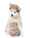 Alaskan malamute dog and tiny kitten together. isolated on white background Royalty Free Stock Photo