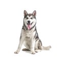 Alaskan Malamute dog on white background Royalty Free Stock Photo